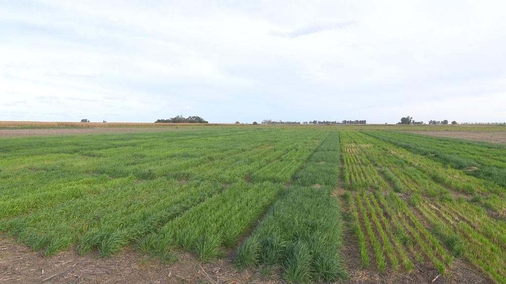 Evaluación de cultivares de triticale para producción de forraje y grano en INTA EEA Marcos Juárez durante el año 2024🌱 - 1