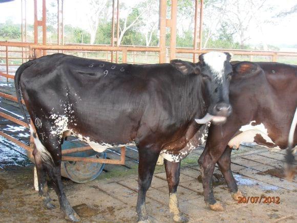 f1 brahman x holstein en ordeño