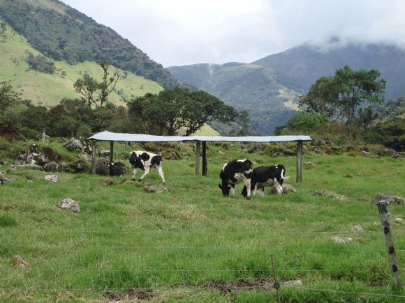 se venden vacas, novillas, mautas y becerras Holstein puras