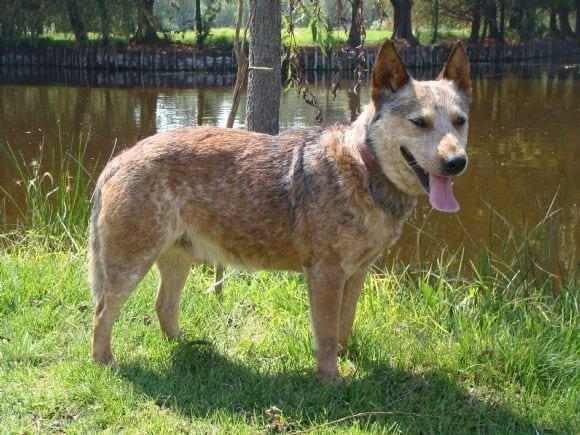 red heeler