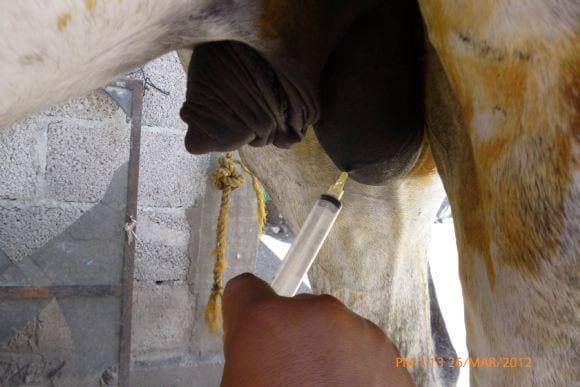 embriones e inseminacion