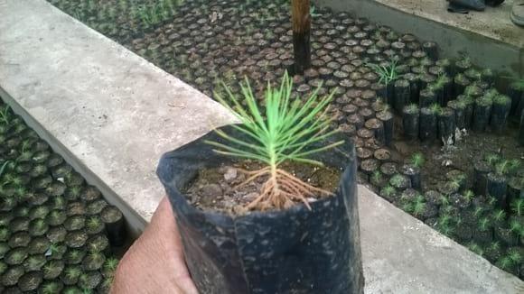 Plantin de pino recuperado con aplicaciones de fungicida al cuello de la plantita