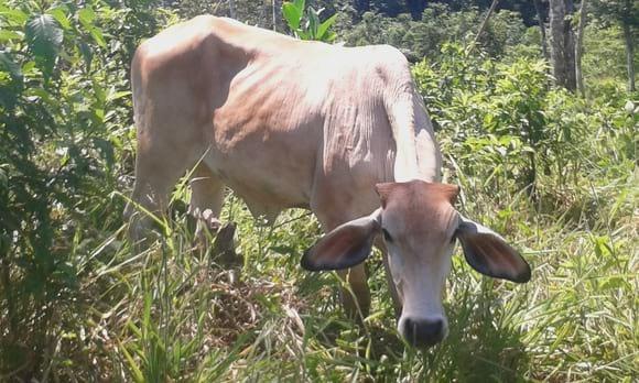 COMO MEJORAR LA PRODUCCIÓN DE CARNE