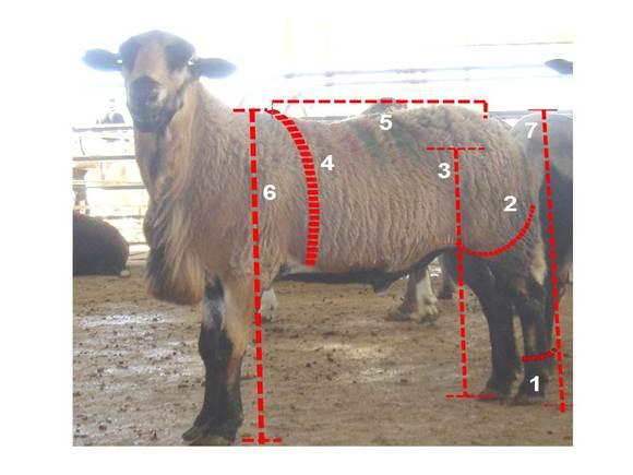 Evaluación en Vivo de Ovinos