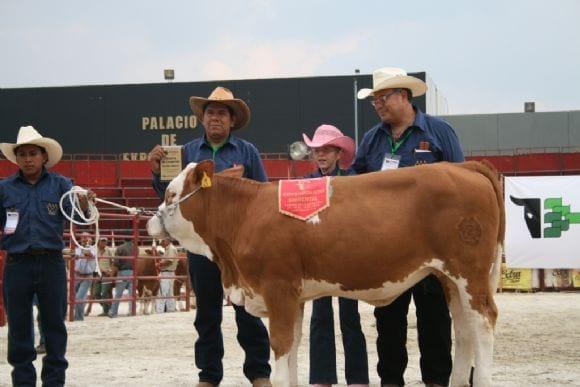 EXPICA 2010 SIMMENTAL FLECKVIEH