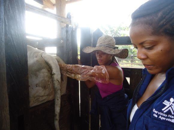 Practicas ganaderas Reproducción Bovina SENA