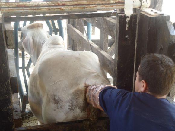 Practicas ganaderas Reproducción Bovina SENA