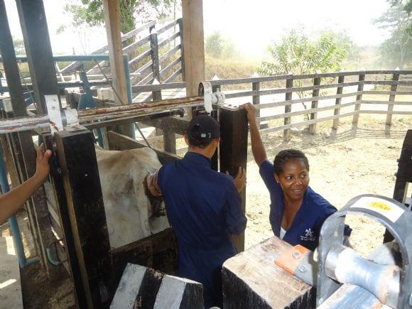 Practicas ganaderas Reproducción Bovina SENA