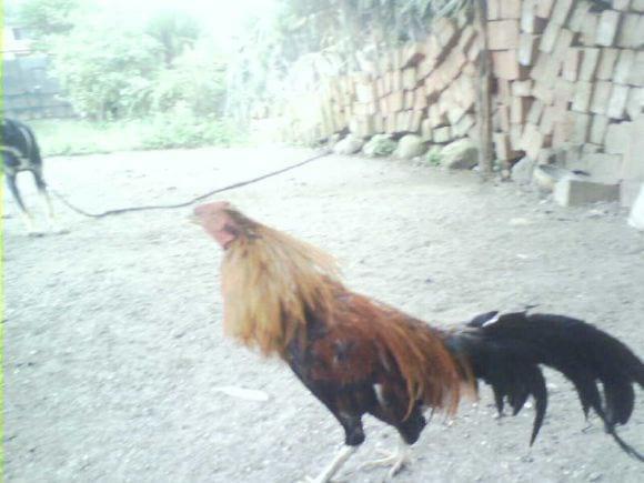 Cria de gallos finos Loja-Ecuador