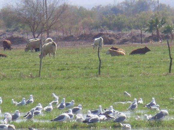 Riego del Rye Grass