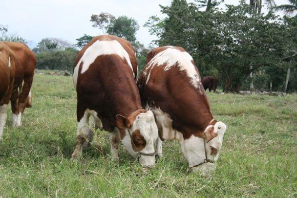 Toros Simmental Fleckvieh de Ganaderia Imperial , Guatemala