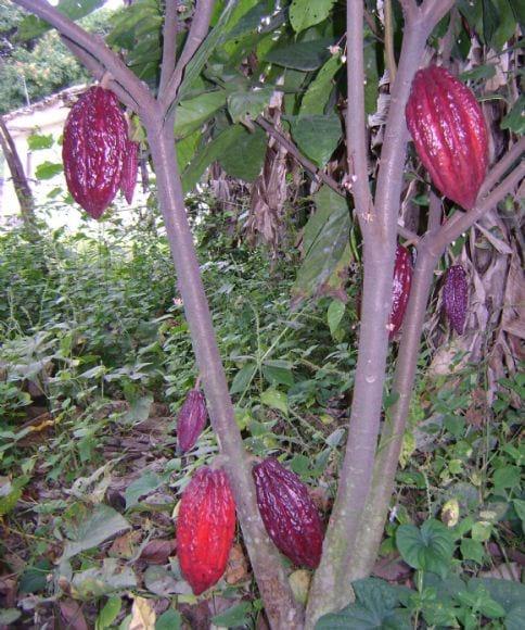 cacao