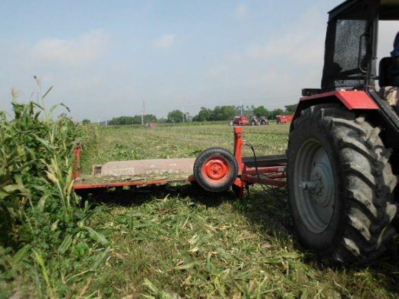 CORTE DEL CULTIVO