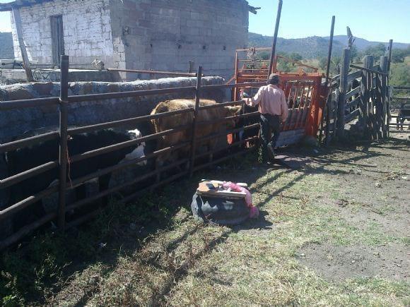 pruebas de hato, movilizacion y exportacion