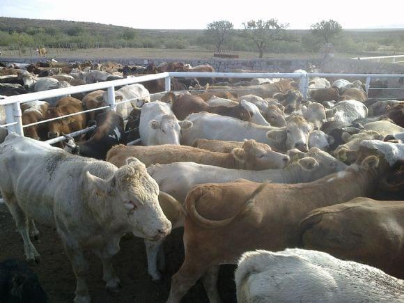 pruebas de hato, movilizacion y exportacion