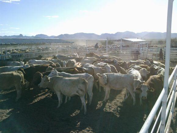 pruebas de hato, movilizacion y exportacion