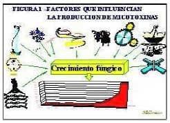 Factores de formación de las micotoxinas y sus formas de control - Image 1