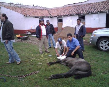 Sí andas a Caballo, hay estrategias para enfrentar los conflictos - Image 3