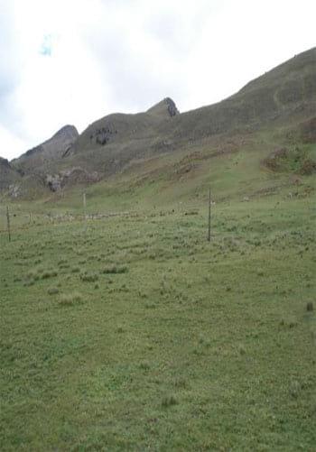 Fenología del trébol de puna en las praderas nativas altoandinas - Image 2