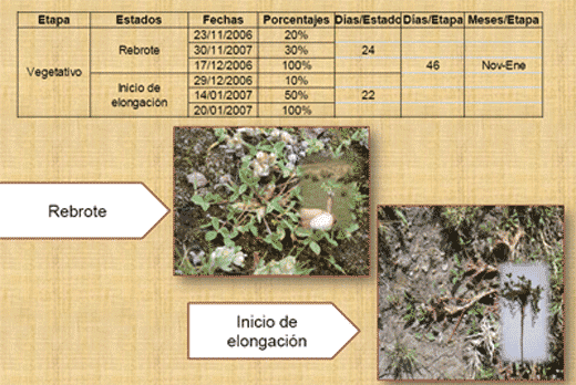 Fenología del trébol de puna en las praderas nativas altoandinas - Image 10