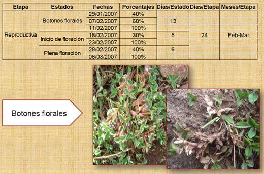 Fenología del trébol de puna en las praderas nativas altoandinas - Image 11