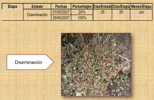 Fenología del trébol de puna en las praderas nativas altoandinas - Image 15