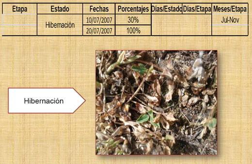 Fenología del trébol de puna en las praderas nativas altoandinas - Image 16