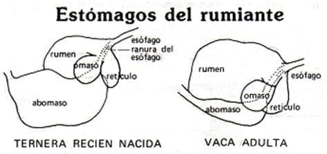 Manejo de la ternera antes del nacimiento - Image 6