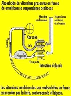 Sistema HOKOVIT para la adaptación del ganado al feedlot - Image 1