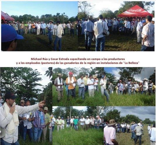 Experiencia con PRV en la ganadería La Belleza para la producción de leche y carne con ganado mestizo - Image 18