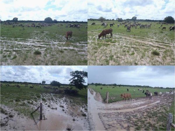 EXPERIENCIA CON PRV EN LA GANADERÍA EBENEZER PARA LA PRODUCCIÓN DE LECHE Y CARNE CON GANADO MESTIZO DE BIOTIPO CEBUÍNO EN EL MUNICIPIO DE MATURÍN, ESTADO MONAGAS, VENEZUELA - Image 24