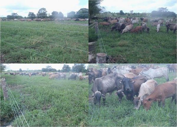 EXPERIENCIA CON PRV EN LA GANADERÍA EBENEZER PARA LA PRODUCCIÓN DE LECHE Y CARNE CON GANADO MESTIZO DE BIOTIPO CEBUÍNO EN EL MUNICIPIO DE MATURÍN, ESTADO MONAGAS, VENEZUELA - Image 21