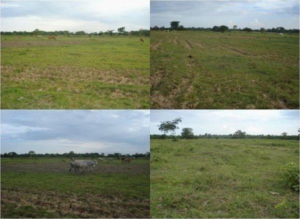 EXPERIENCIA CON PRV EN LA GANADERÍA EBENEZER PARA LA PRODUCCIÓN DE LECHE Y CARNE CON GANADO MESTIZO DE BIOTIPO CEBUÍNO EN EL MUNICIPIO DE MATURÍN, ESTADO MONAGAS, VENEZUELA - Image 9