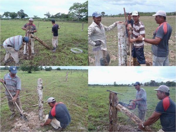 EXPERIENCIA CON PRV EN LA GANADERÍA EBENEZER PARA LA PRODUCCIÓN DE LECHE Y CARNE CON GANADO MESTIZO DE BIOTIPO CEBUÍNO EN EL MUNICIPIO DE MATURÍN, ESTADO MONAGAS, VENEZUELA - Image 14