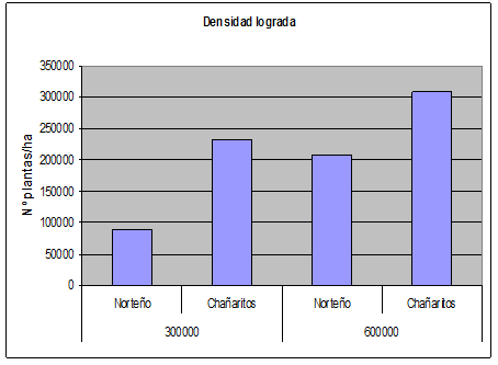 Densidad de Siembra en Garbanzo - Image 4