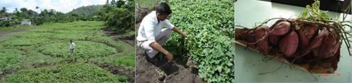 Producción de semillas de alta calidad genética con tecnología de cultivo en pozo en ecosistemas montañosos en el municipio de Pilón Granma Cuba - Image 1