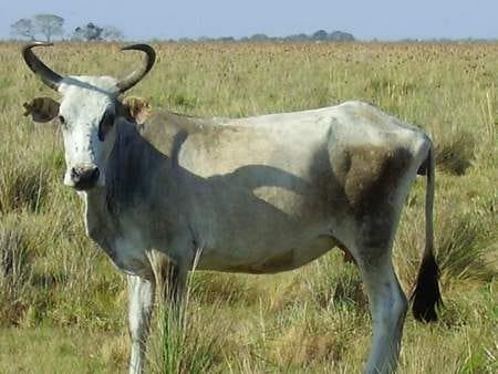 El Ganado Criollo Casanare: Su rescate y conservación - Image 1