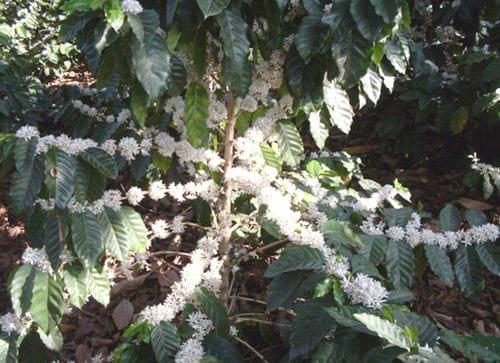 Influencia y efectos agro-climáticos en la calidad del café - Image 2