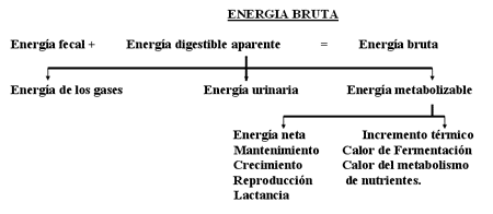 Alimentación - Image 1