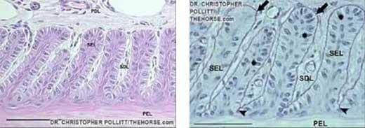 ¿Porque la laminitis es una enfermedad invalidante para el caballo? - Image 3