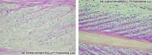 ¿Porque la laminitis es una enfermedad invalidante para el caballo? - Image 6