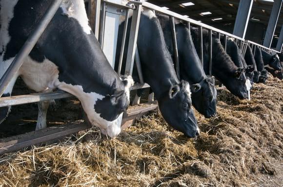 Brasil - La amenaza de las Micotoxinas en el ensilaje - Image 1