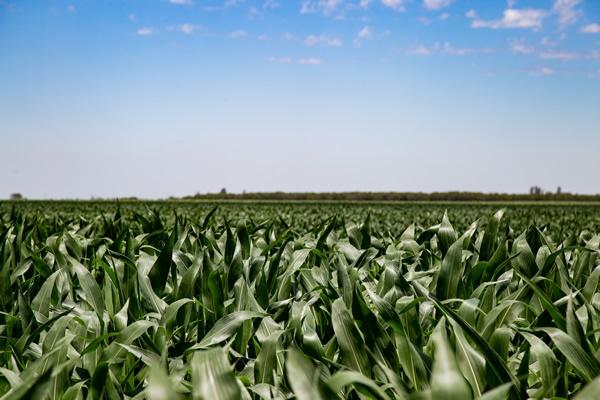 Argentina - Crece la fertilización en maíz, pero la brecha es aún importante - Image 1