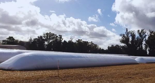 Argentina - Pautas para la cosecha y el almacenamiento del maíz afectado - Image 4