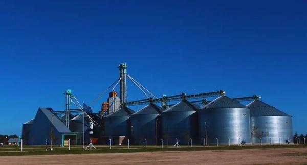 Argentina - Pautas para la cosecha y el almacenamiento del maíz afectado - Image 2