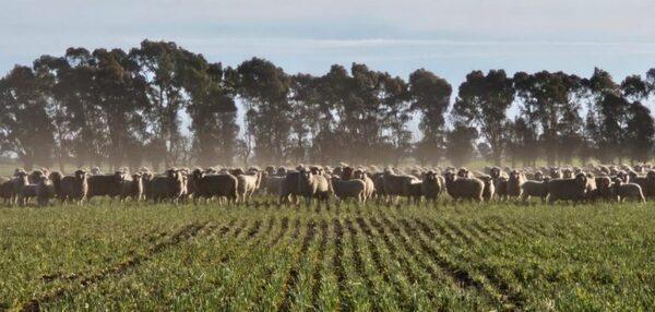 Argentina - Carne ovina en la mesa de todos los días - Image 1