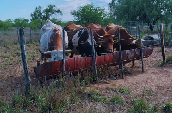 Estrategias de manejo ganadero bovino ante la sequía - Image 1