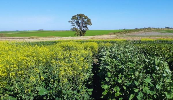 Colza, tercer cultivo oleaginoso a nivel mundial - Image 1