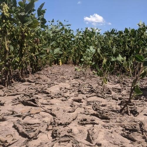 Argentina - Con agroecología, mejoran la salud de los suelos - Image 3