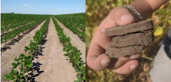 Argentina - Con agroecología, mejoran la salud de los suelos - Image 1